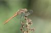 Sympetrum vulgatum
